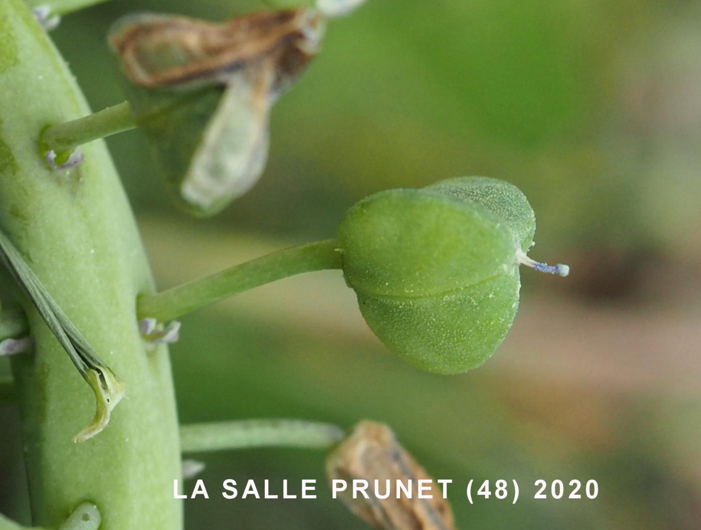 Grape hyacinth, Southern fruit